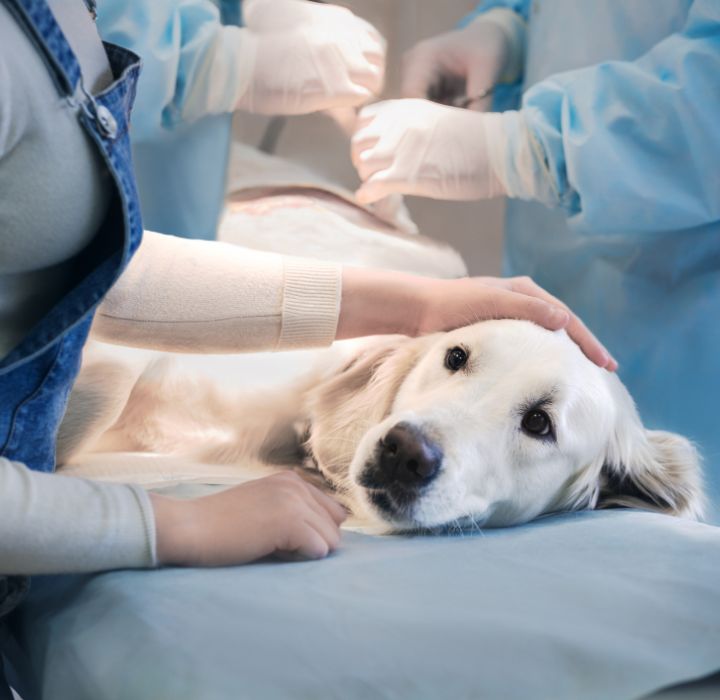 Pies podczas zabiegu chirurgicznego