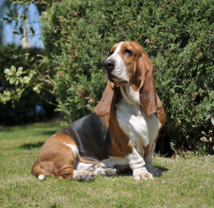 Basset Hound